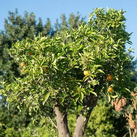 Casa Rural Emilio Con 4 Σπίτι διακοπών Μάλαγα